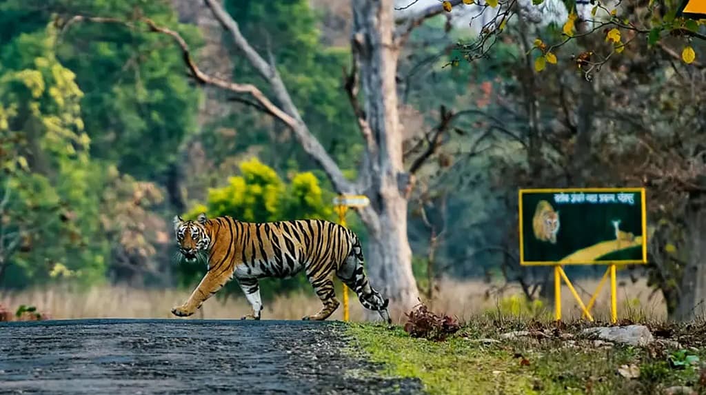 ತಾಡೋಬಾ-ಅಂಧಾರಿ ಹುಲಿ ಸಂರಕ್ಷಿತ ಪ್ರದೇಶ