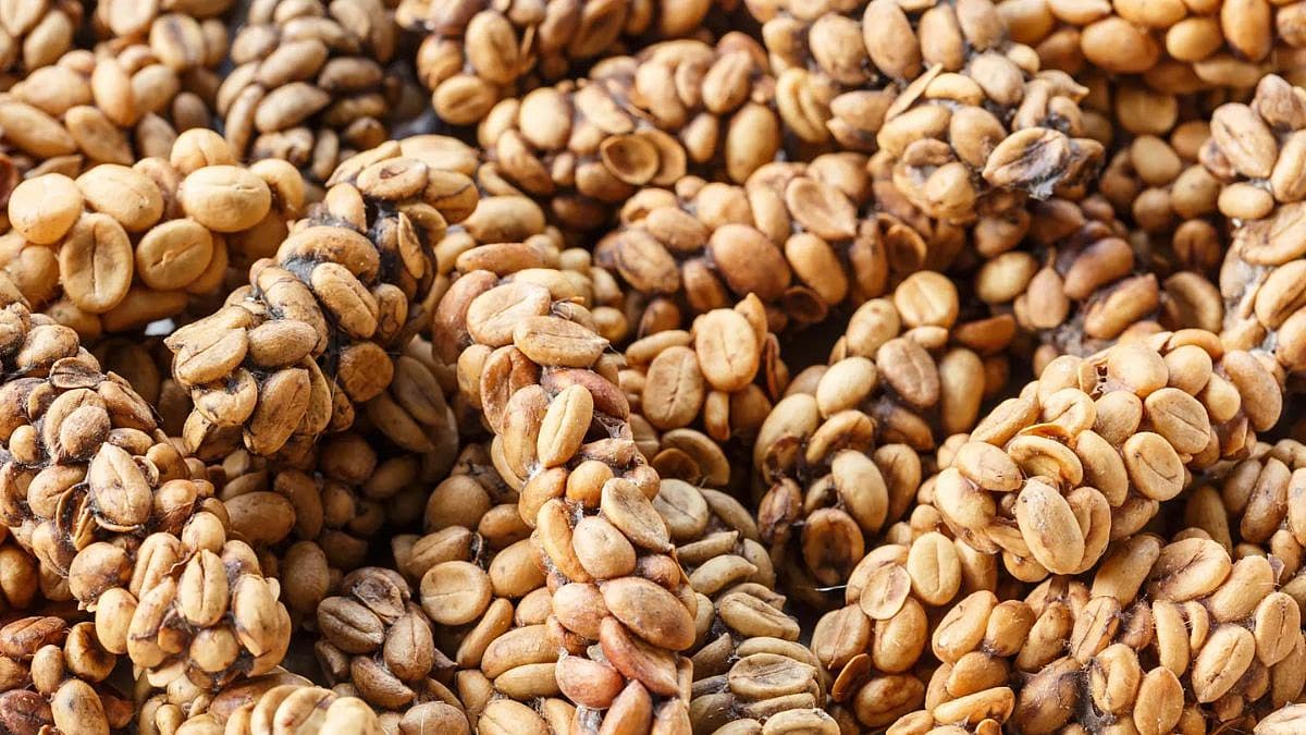Kopi Luwak