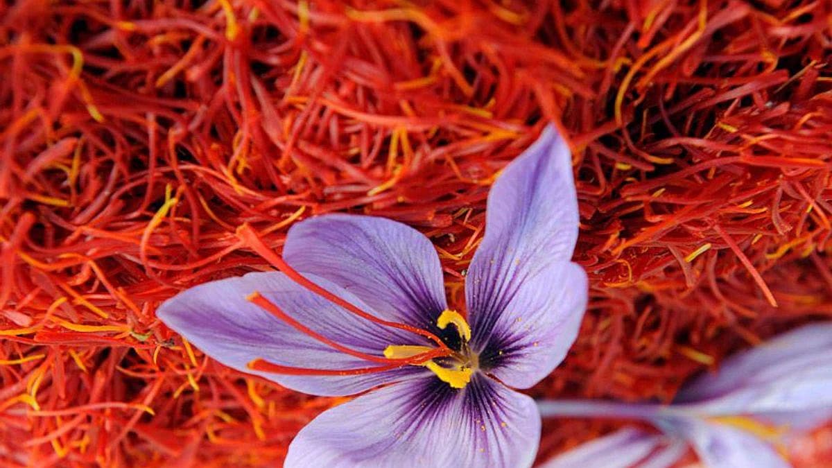 Saffron