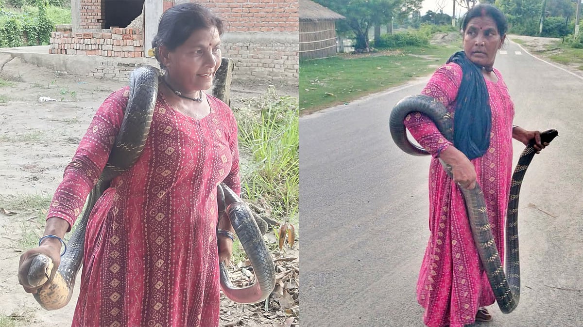 ಫೋಟೋಗೆ ಪೋಸ್ ಕೊಡುತ್ತಿದ್ದಾಗಲೇ ಬಿಹಾರದ ಸ್ನೇಕ್ ಲೇಡಿಗೆ ಕಚ್ಚಿದ king cobra; 51ನೇ ಬಾರಿ ಕಡಿತ! Video