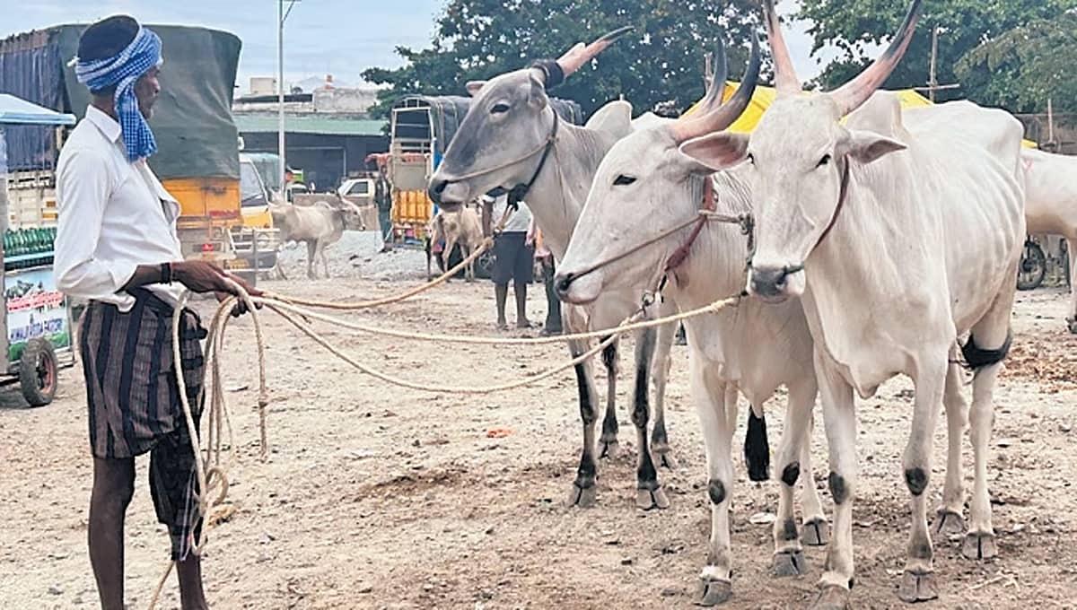 ಚಿತ್ರದುರ್ಗ: ಮೇವಿನ ಕೊರತೆ ಆತಂಕ; ಎತ್ತುಗಳನ್ನು ಮಾರಾಟ ಮಾಡಲು ರೈತರು ಮುಂದು!
