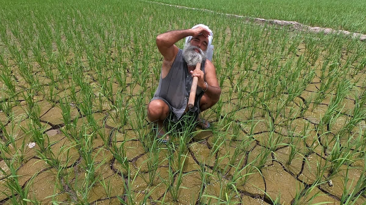 ಮತ್ತೆ ಕೈಕೊಟ್ಟ ಮುಂಗಾರು: ಜೂನ್‌ನಿಂದ ಜುಲೈ 22ರವರೆಗೆ 19% ಮಳೆ ಕೊರತೆ; ರೈತರಿಗೆ ಹೆಚ್ಚಿದ ಆತಂಕ, ಆದರೆ...