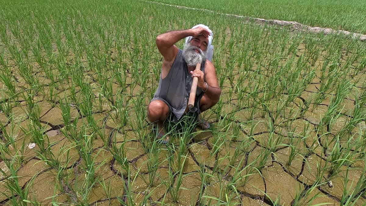 ಮತ್ತೆ ಕೈಕೊಟ್ಟ ಮುಂಗಾರು: ಜೂನ್ನಿಂದ ಜುಲೈ 22ರವರೆಗೆ 19% ಮಳೆ ಕೊರತೆ; ರೈತರಿಗೆ ಹೆಚ್ಚಿದ ಆತಂಕ, ಆದರೆ...