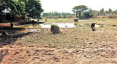ಬೆಂಗಳೂರಿನ 37 ತಾಲ್ಲೂಕುಗಳಲ್ಲಿ ತೀವ್ರ ಬರ ಪರಿಸ್ಥಿತಿ