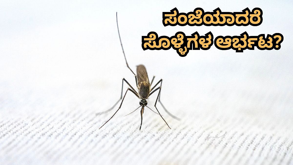 ಸೊಳ್ಳೆಗಳ ಕಾಟಕ್ಕೆ ಹೇಳಿ ಗುಡ್ಬೈ! ಇಲ್ಲಿದೆ ಸೊಳ್ಳೆ ಓಡಿಸಲು ಸಿಂಪಲ್ ಮನೆಮದ್ದು