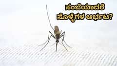 ಸೊಳ್ಳೆಗಳ ಕಾಟಕ್ಕೆ ಹೇಳಿ ಗುಡ್‌ಬೈ! ಇಲ್ಲಿದೆ ಸೊಳ್ಳೆ ಓಡಿಸಲು ಸಿಂಪಲ್ ಮನೆಮದ್ದು