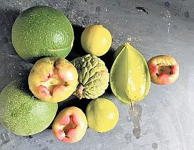 ತೋಟದ ಮರದಲ್ಲಿ ಬೆಳೆದಿರುವ ಹಣ್ಣುಗಳು