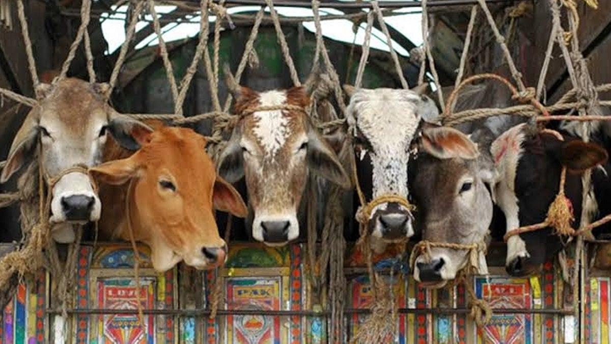 ಹರಿಯಾಣ: ಪೊಲೀಸರ ಮೇಲೆ ಗೋವು ಕಳ್ಳಸಾಗಣೆದಾರರ ಗುಂಡು ಓರ್ವನ ಬಂಧನ, 3 ದನಗಳ ರಕ್ಷಣೆ