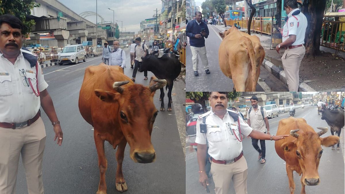 ಸಿಲಿಕಾನ್ ಸಿಟಿಯಲ್ಲಿ ಹಸುಗಳಿಂದ ಟ್ರಾಫಿಕ್ ಜ್ಯಾಮ್! ಬಿಡಾಡಿ ದನಗಳ ಮಾಲೀಕನ ಮೇಲೆ FIR