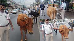 ಸಿಲಿಕಾನ್ ಸಿಟಿಯಲ್ಲಿ ಹಸುಗಳಿಂದ ಟ್ರಾಫಿಕ್ ಜ್ಯಾಮ್! ಬಿಡಾಡಿ ದನಗಳ ಮಾಲೀಕನ ಮೇಲೆ FIR