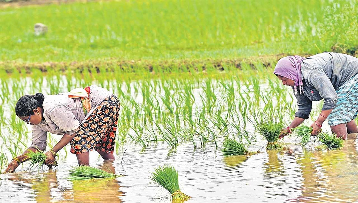 ಮಳೆ ಕೊರತೆ, ಬಿತ್ತನೆ ವೈಫಲ್ಯ: ರಾಜ್ಯದಲ್ಲಿ 50 ಲಕ್ಷ ಟನ್ ಆಹಾರ ಧಾನ್ಯ ನಷ್ಟದ ಭೀತಿ