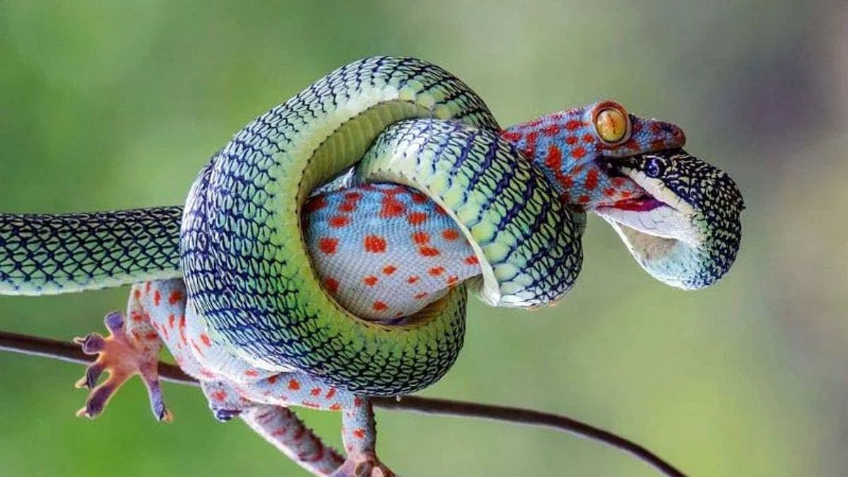 ಹಾವುಗಳು ಮತ್ತು ಗೆಕ್ಕೋ ಹಲ್ಲಿಗಳು