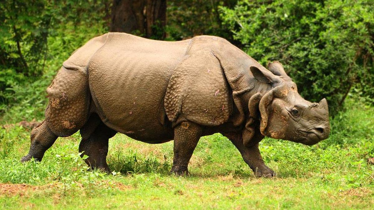 ಖಡ್ಗಮೃಗ