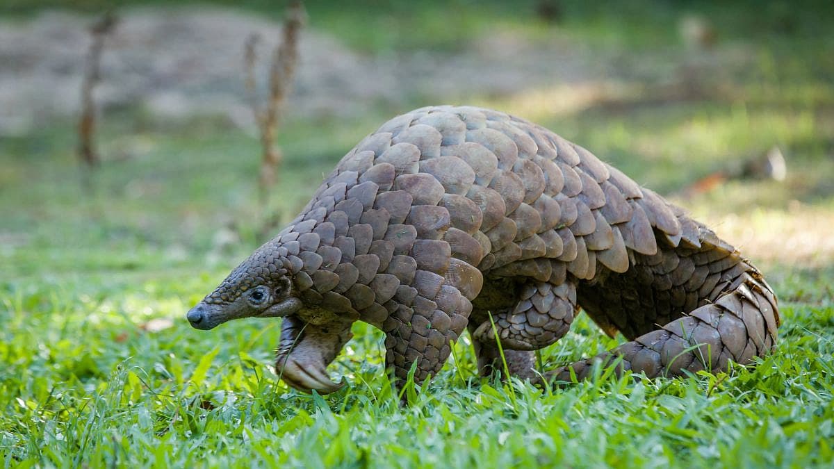 ಪ್ಯಾರಾಂಗೋಲಿನ್