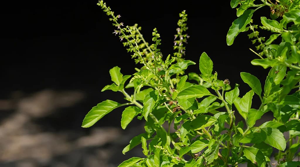 ಸಂಗ್ರಹ ಚಿತ್ರ