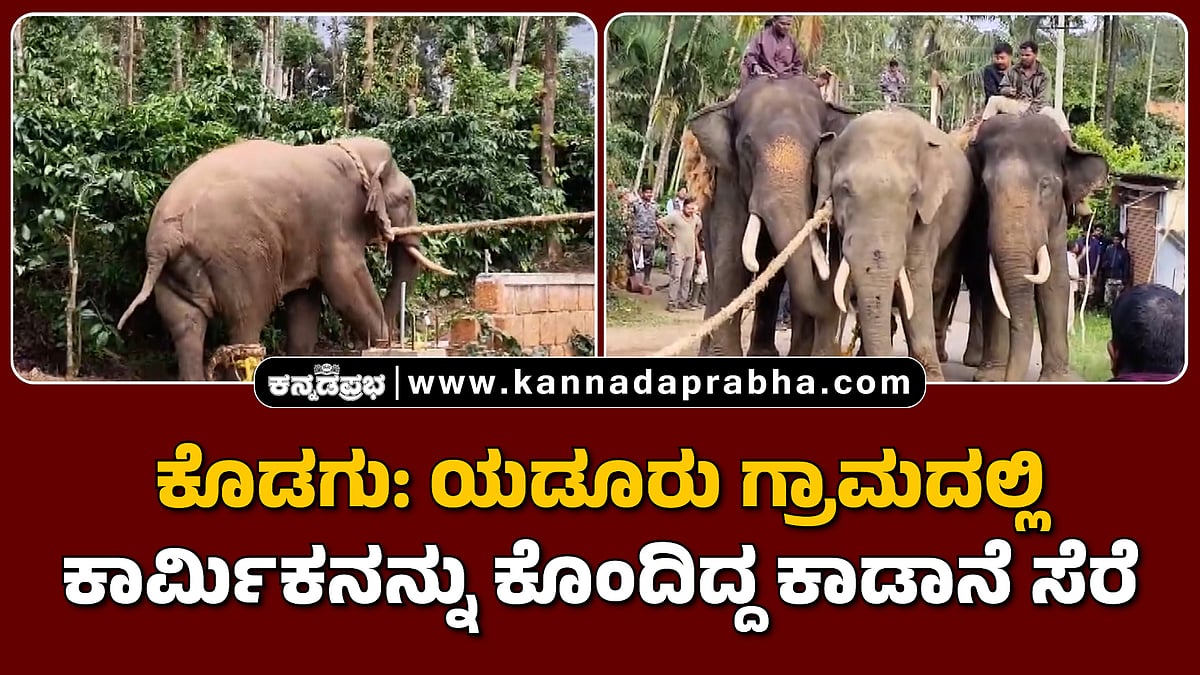 Watch | ಕೊಡಗು: ಯಡೂರು ಗ್ರಾಮದಲ್ಲಿ ಕಾರ್ಮಿಕನನ್ನು ಕೊಂದಿದ್ದ ಕಾಡಾನೆ ಸೆರೆ