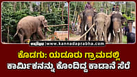 Watch | ಕೊಡಗು: ಯಡೂರು ಗ್ರಾಮದಲ್ಲಿ ಕಾರ್ಮಿಕನನ್ನು ಕೊಂದಿದ್ದ ಕಾಡಾನೆ ಸೆರೆ