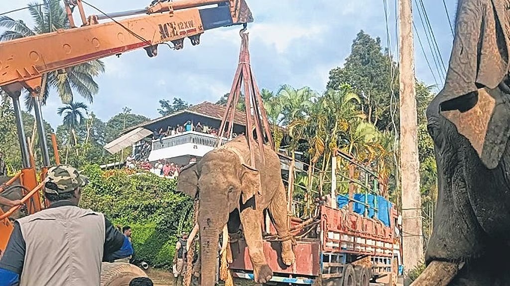 ಕೊಡಗು: ರೋಚಕ ಕಾರ್ಯಾಚರಣೆ; ಕಾರ್ಮಿಕನನ್ನು ಕೊಂದಿದ್ದ ಕಾಡಾನೆ ಸೆರೆ; ಅರಿವಳಿಕೆ ಮದ್ದು ನೀಡಿ ವಶಕ್ಕೆ ಪಡೆದ ಅರಣ್ಯ ಇಲಾಖೆ! Video