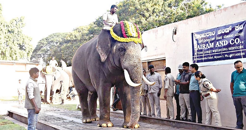 ಮೈಸೂರು ದಸರಾ: ಗಜಪಡೆ ತೂಕ ಪರೀಕ್ಷೆ ಪೂರ್ಣ; ತೂಕದಲ್ಲಿ 9 ಆನೆಗಳ ಪೈಕಿ ಶ್ರೀಕಾಂತನೇ ನಂ.1