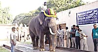 ಮೈಸೂರು ದಸರಾ: ಗಜಪಡೆ ತೂಕ ಪರೀಕ್ಷೆ ಪೂರ್ಣ; ತೂಕದಲ್ಲಿ 9 ಆನೆಗಳ ಪೈಕಿ ಶ್ರೀಕಾಂತನೇ ನಂ.1