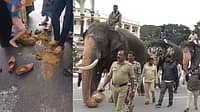 Mysuru Dasara: ಆನೆ ಅಷ್ಟೇ ಅಲ್ಲ.. ಅದರ ಲದ್ದಿಗೂ ಭಾರಿ ಡಿಮ್ಯಾಂಡ್; ಮೈಸೂರಿಗರು ಮಾಡ್ತಿರೋದೇನು? Video