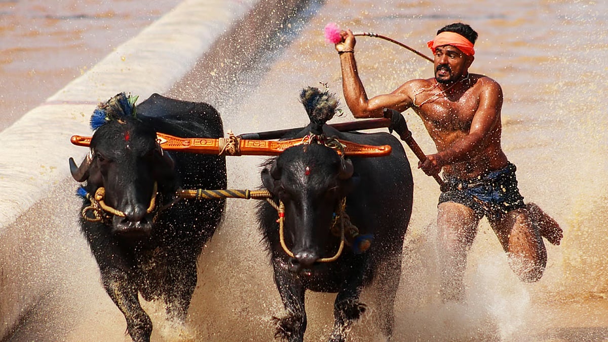 ದಸರಾದಲ್ಲಿ ಕರಾವಳಿ ಕಂಬಳ - ಮೈಸೂರು ಸಂಪ್ರದಾಯಕ್ಕೆ ಹೊಂದಿಕೆಯಾಗುತ್ತಿಲ್ಲವೇ?