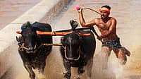 ದಸರಾದಲ್ಲಿ ಕರಾವಳಿ ಕಂಬಳ - ಮೈಸೂರು ಸಂಪ್ರದಾಯಕ್ಕೆ ಹೊಂದಿಕೆಯಾಗುತ್ತಿಲ್ಲವೇ?