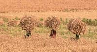 ಕೃಷಿ ಸಬ್ಸಿಡಿ: ಆರ್ಥಿಕ ಸಂಕಷ್ಟದಲ್ಲಿರುವ ಸರ್ಕಾರಕ್ಕೆ ದೊಡ್ಡ ಮೊತ್ತ; ರೈತರಿಗೆ ಮಾತ್ರ ಅತ್ಯಲ್ಪ!