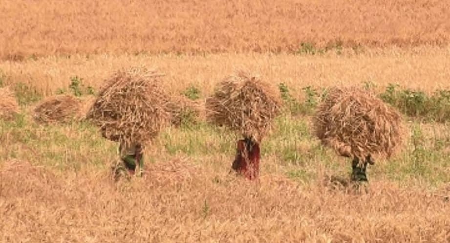 ಕೃಷಿ ಸಬ್ಸಿಡಿ: ಆರ್ಥಿಕ ಸಂಕಷ್ಟದಲ್ಲಿರುವ ಸರ್ಕಾರಕ್ಕೆ ದೊಡ್ಡ ಮೊತ್ತ; ರೈತರಿಗೆ ಮಾತ್ರ ಅತ್ಯಲ್ಪ!