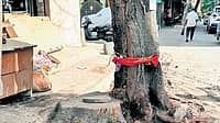 ವಿಜಯನಗರದಲ್ಲಿ ಮರಕ್ಕೆ ವಿಷ ತುಂಬಿಸಿದ ಘಟನೆ: ಸ್ಥಳೀಯ ನಿವಾಸಿಗಳಿಂದ ಪ್ರತಿಭಟನೆ!