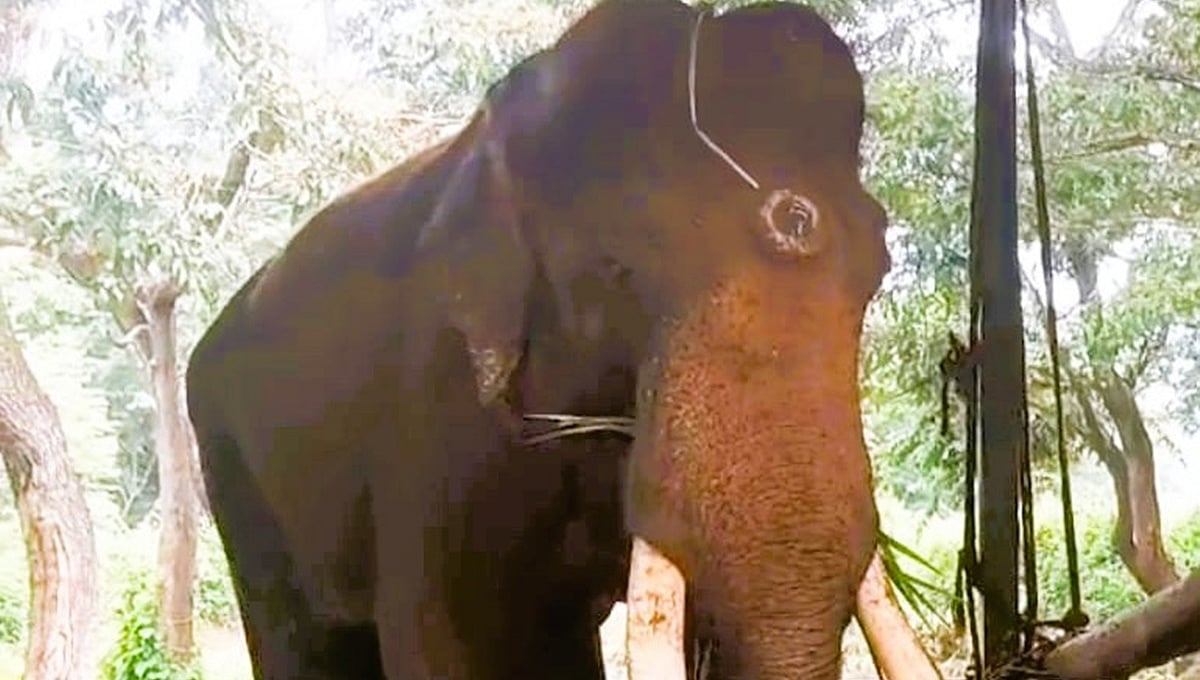 ಸಕ್ರೆಬೈಲು: ಇಬ್ಬರನ್ನು ಬಲಿ ಪಡೆದಿದ್ದ ಕಾಡಾನೆ 'ಶೌರ್ಯ' ಸಾವು