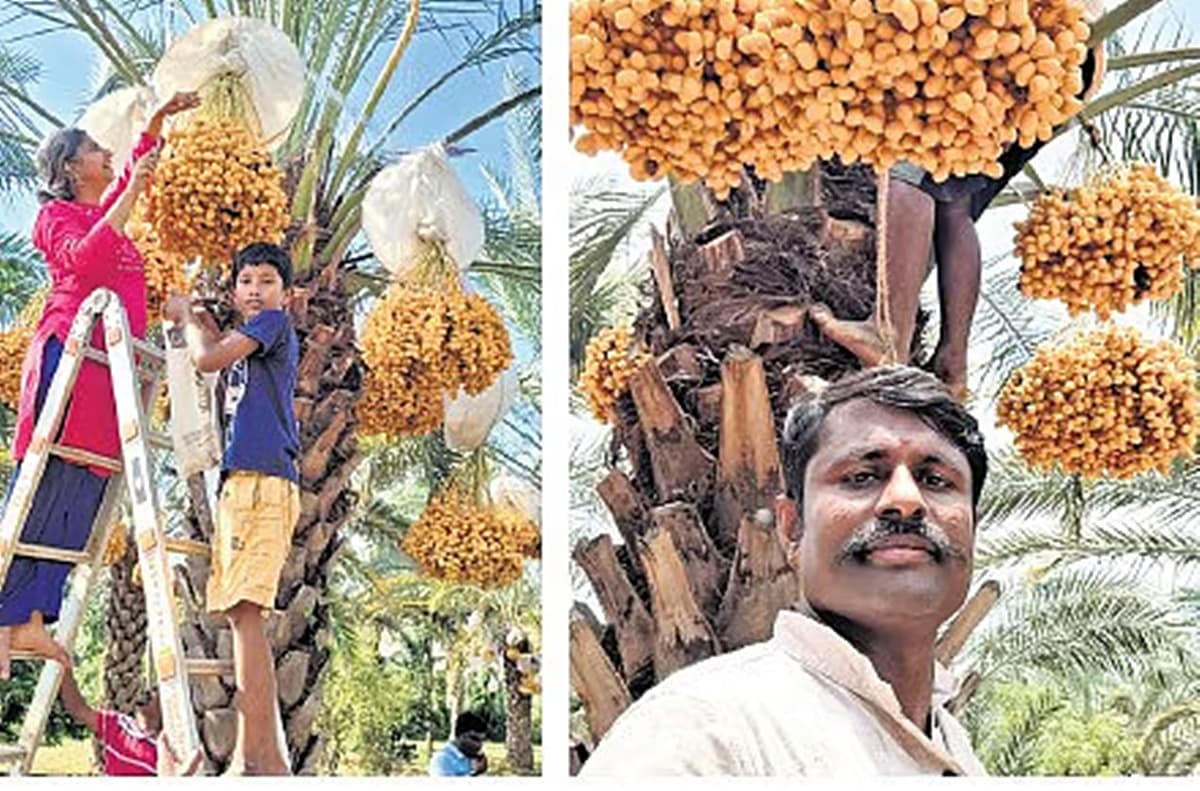 ದಿವಾಕರ್ ಅವರ ತೋಟದಲ್ಲಿ  ತಾಜಾ ಖರ್ಜೂರವನ್ನು ಕೊಯ್ಲು ಮಾಡುತ್ತಿರುವ ಮಹಿಳೆ ಮತ್ತು ಮಗ.