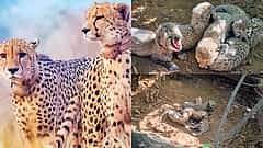 ಕುನೋದಲ್ಲಿ ಮತ್ತೊಂದು ಗುಡ್‌ನ್ಯೂಸ್: ಭಾರತ ಮೂಲದ ಚೀತಾ KJP21ಗೆ 5 ಮರಿಗಳ ಜನನ; Video
