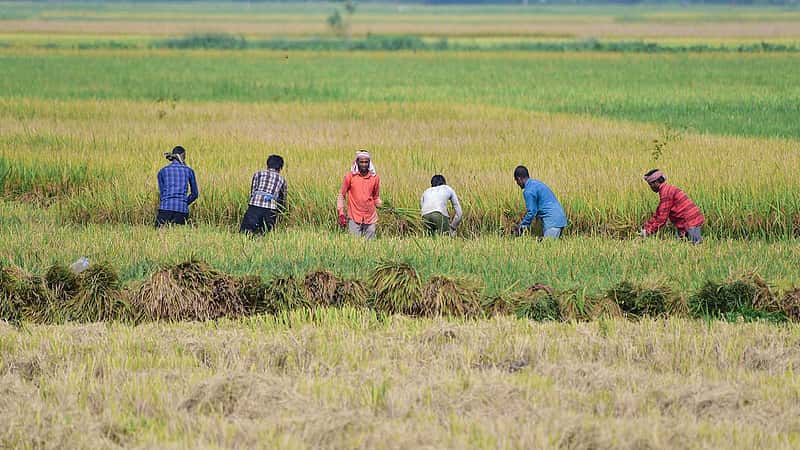 El Nino ಎಫೆಕ್ಟ್: ಆಹಾರ ಉತ್ಪಾದನೆ, ಮೇವು, ಕುಡಿಯುವ ನೀರಿನ ಕೊರತೆ ಸಾಧ್ಯತೆ; ರಾಜ್ಯ ಸರ್ಕಾರ ಎಚ್ಚರಿಕೆ