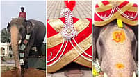 ಮೈಸೂರು ದಸರಾ: 'ನಿಶಾನೆ ಆನೆ' ಅಭಿಮನ್ಯು ಅರಮನೆಗೆ ಎಂಟ್ರಿ; Video