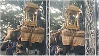 ದಸರಾ ತಾಲೀಮಿನಲ್ಲಿ ತಡಕಾಟ: ಅಂಬಾರಿ ಹೊರುವ ರೇಸ್‌ನಿಂದ 'ಮಹೇಂದ್ರ ಆನೆ' ಔಟ್; Video