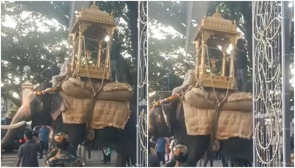 ದಸರಾ ತಾಲೀಮಿನಲ್ಲಿ ತಡಕಾಟ: ಅಂಬಾರಿ ಹೊರುವ ರೇಸ್ನಿಂದ 'ಮಹೇಂದ್ರ ಆನೆ' ಔಟ್; Video