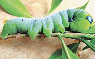 ಕ್ಯಾಟರ್ ಪಿಲ್ಲರ್ ಆಫ್ ಒಲೆಂಡೆರ್ ಹಾಕ್-ಮಾತ್