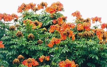 ಗಾರ್ಡನ್ ಸಿಟಿಯ ಬೆಂಕಿ ಸುಂದರಿ