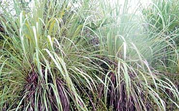 ನಿಂಬೆ ಹುಲ್ಲು