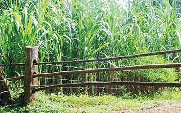 ಕಬ್ಬು