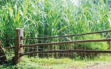 ಕಬ್ಬು