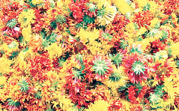 ಗಲಾಟಿ ಹೂವು