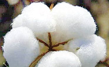 ಜೀಜಾಂಕುರ