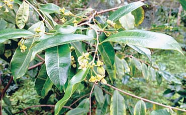 ಘಮಘಮ ಅಗರ್