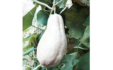 ಬಿಳಿ ಬದನೆ