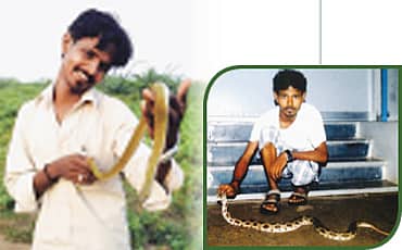 ಸ್ನೇಕ್ ಗುರು