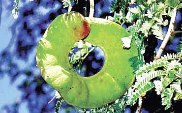ಫೈದರ್ಬಿಯಾ ಅಲ್ಬಿಡ
