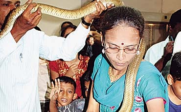 ಸರ್ಪ ಸಂಸಾರ
