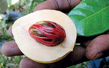 ಹವ್ಯಕರ ಕಷಾಯದಲ್ಲಿ ಜಾಪತ್ರೆ...